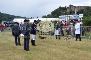 1771329798_1771329798_dunster-country-fair-075