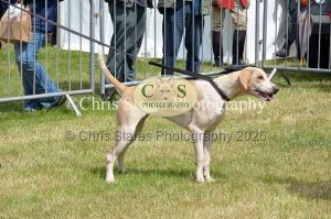 1771329809_1771329809_dunster-country-fair-083