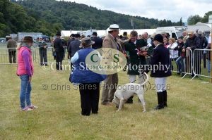 1771329854_1771329854_dunster-country-fair-114