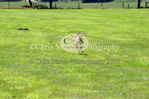 1771329871_1771329871_dunster-country-fair-127
