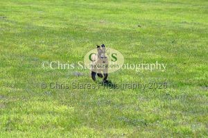 1771329873_1771329873_dunster-country-fair-128