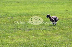 1771329878_1771329878_dunster-country-fair-132