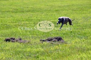 1771329910_1771329910_dunster-country-fair-157