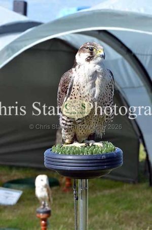 1771329978_1771329978_dunster-country-fair-209