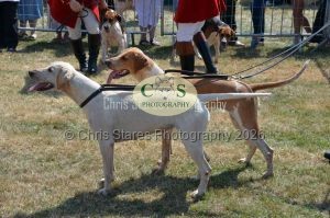 1771331230_1771331230_dunster-c-fair090