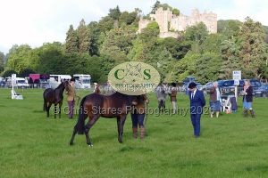 1771331456_1771331456_p1710650