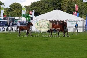 1771331482_1771331482_p1710686