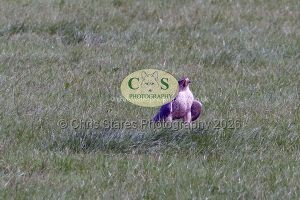 1771331498_1771331498_p1710715