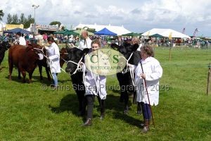 1771331508_1771331508_p1710738