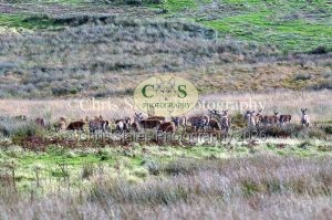 1771328908_1771328908_deer-oct-2015-002
