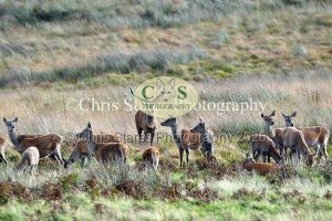 1771328909_1771328909_deer-oct-2015-003