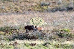 1771328912_1771328912_deer-oct-2015-005