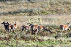 1771328913_1771328913_deer-oct-2015-006