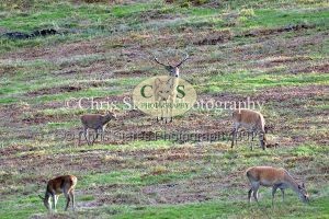 1771328915_1771328915_deer-oct-2015-008