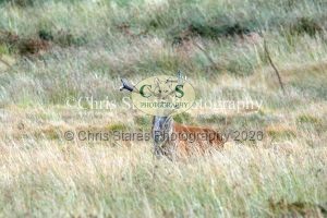 1771328917_1771328917_deer-oct-2015-009