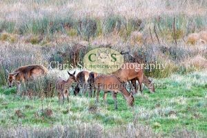 1771328918_1771328918_deer-oct-2015-010