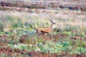 1771328920_1771328920_deer-oct-2015-012