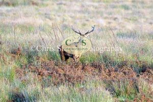 1771328922_1771328922_deer-oct-2015-013