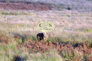 1771328923_1771328923_deer-oct-2015-014