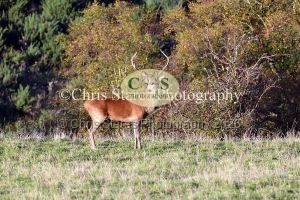 1771328933_1771328933_deer-oct-2015-022