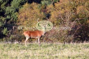 1771328936_1771328936_deer-oct-2015-024