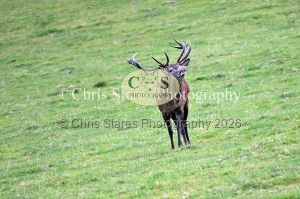 1771328948_1771328948_deer-rut-october-2015-005