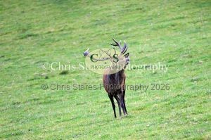 1771328949_1771328949_deer-rut-october-2015-006