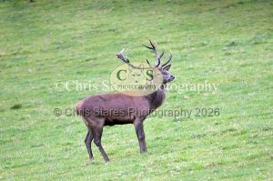 1771328950_1771328950_deer-rut-october-2015-007