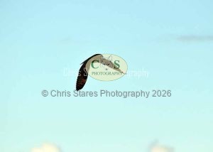 1771328955_1771328955_owlkestrel-001