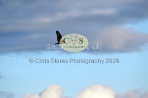 1771328958_1771328958_owlkestrel-003