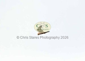 1771328959_1771328959_owlkestrel-004