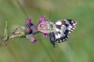 1771328965_1771328965_p1030171