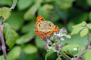 1771328977_1771328977_p1710378