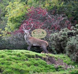 1771328983_1771328983_ponies-etc001