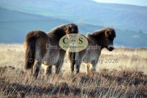 1771328986_1771328986_ponies-etc004