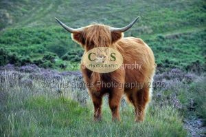 1771328990_1771328990_wildlife01