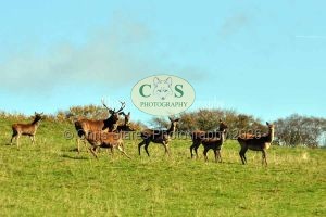 1771328993_1771328993_wildlife-002