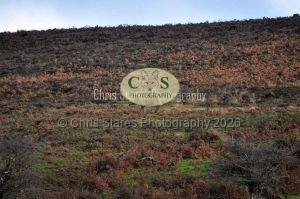 1771329003_1771329003_wildlife-007