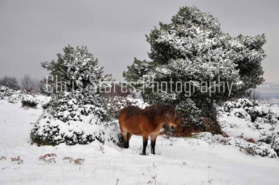 Wildlife and Landscapes